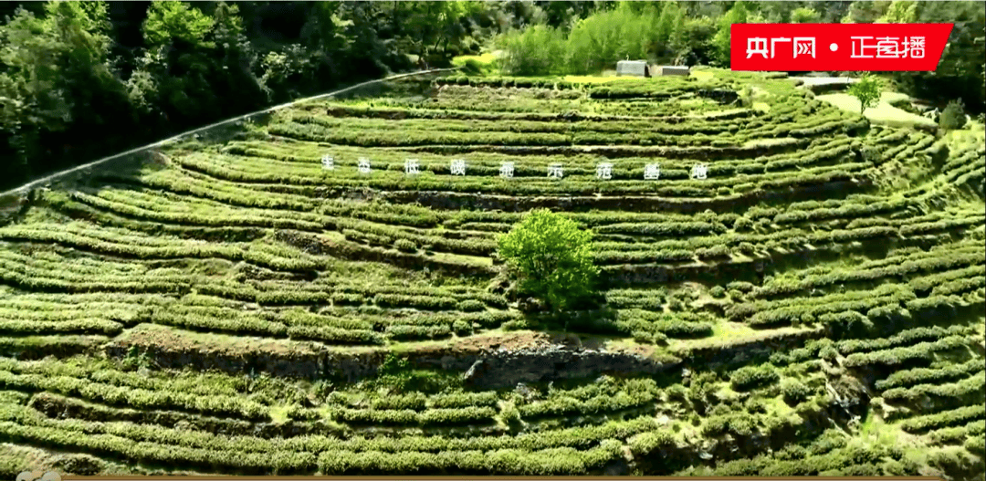 优茶园